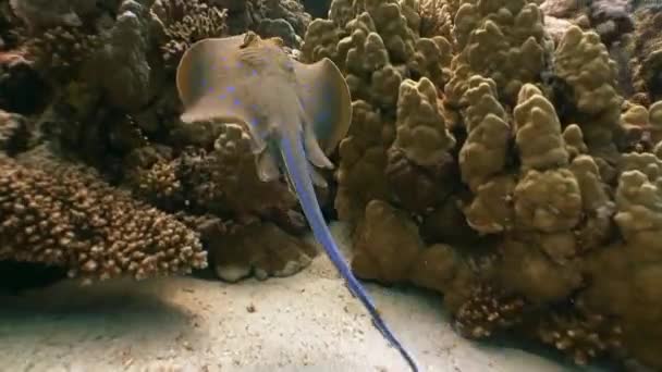 Stingray-Taeniura-Lymma. — Stockvideo