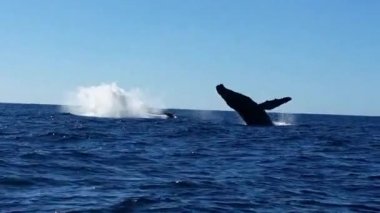 Kambur balinalar ile sudan Kaliforniya Yarımadası atlama tadını çıkarın. Meksika.