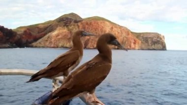 Bir yatta dalış meraklı kuş gannets Socorro Adası yakınlarında. Pasifik Okyanusu, Meksika
