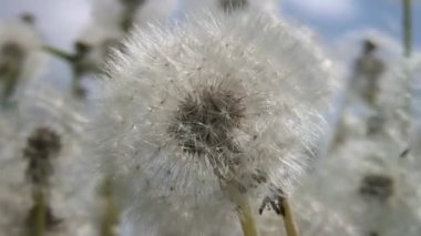 Dandelions Smolensk bölgede sonsuz sahası. Rusya.