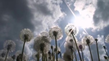 Dandelions Smolensk bölgede sonsuz sahası. Rusya.