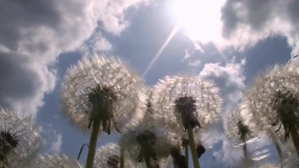 Endless fields of dandelions in the Smolensk region. Russia. — Stock Video