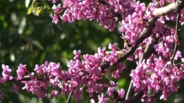 Arıların nektar çiçekli çalılar Krasnodar Park City'de toplamak. Rusya.