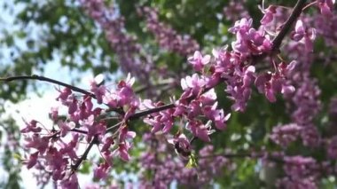 Arıların nektar çiçekli çalılar Krasnodar Park City'de toplamak. Rusya.