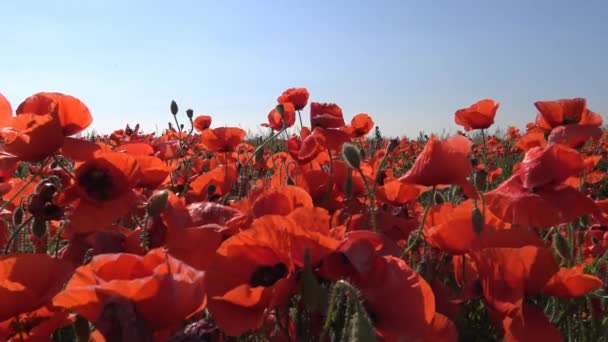 A flowering poppy field near Krasnodar. Russia. — Stock Video