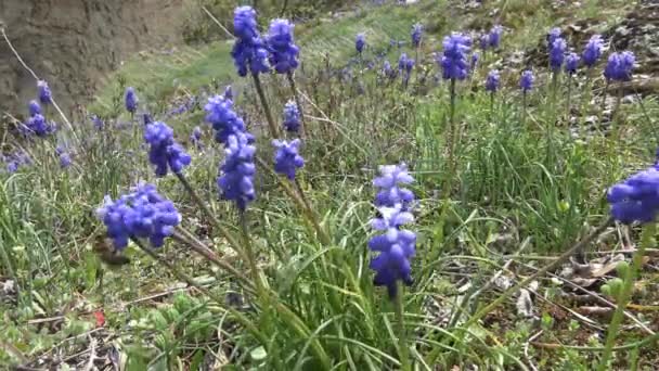 A primavera floresce no desfiladeiro do rio Branco. As montanhas caucasianas. Rússia . — Vídeo de Stock