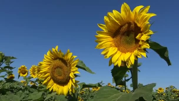Blühendes Sonnenblumenfeld in der Nähe von Krasnodar. Russland. — Stockvideo
