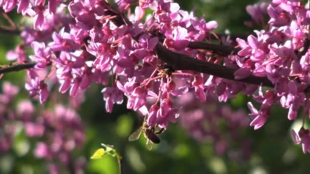 Las abejas recogen el néctar de los arbustos que florecen en el parque de la ciudad de Krasnodar. Rusia . — Vídeos de Stock
