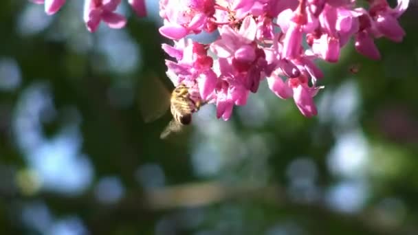 As abelhas coletam néctar de arbustos floridos no Parque da cidade de Krasnodar. Rússia . — Vídeo de Stock