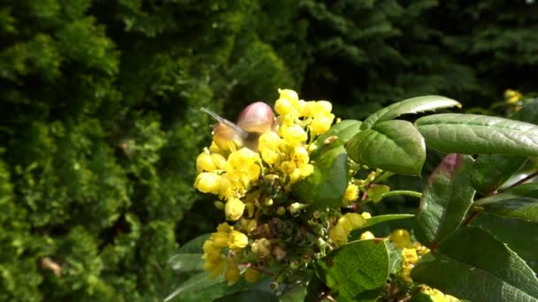 Printemps dans les jardins publics de Krasnodar. Escargots dans les arbustes à fleurs. Russie . — Video