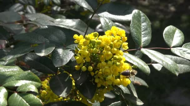 蜂は、都市公園のクラスノダールの開花低木から蜜を収集します。ロシア. — ストック動画