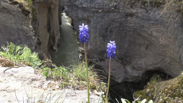 El manantial florece en el desfiladero del río Blanco. Las montañas caucásicas. Rusia . — Vídeos de Stock