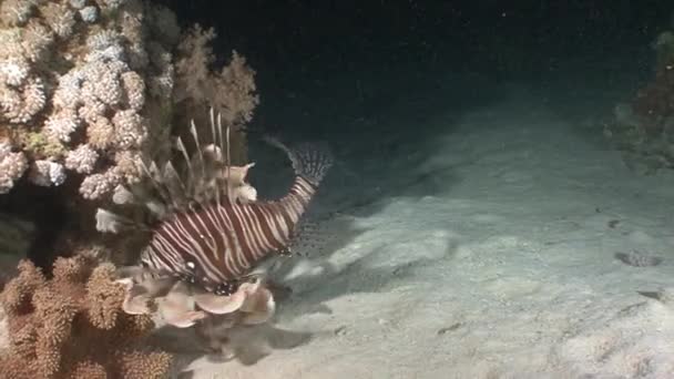 Gizemli ve büyüleyici gece dalışları. Lionfish avcılar gece. Doğru ve hızlı onların saldırıları. — Stok video