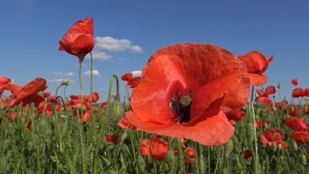 Campos de papoila floridos coloridos na área de Krasnodar. Rússia . — Vídeo de Stock