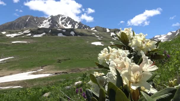 Abundantes rododendros florecientes en las proximidades de la montaña Oshten. Las montañas caucásicas. Rusia . — Vídeos de Stock