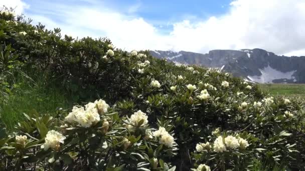 Rododendros floridos abundantes nas proximidades da montanha Oshten. As montanhas caucasianas. Rússia . — Vídeo de Stock