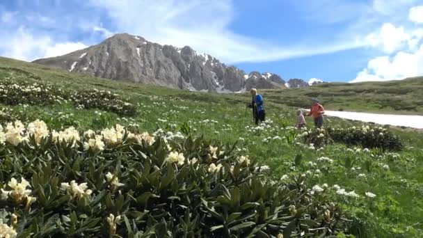 Reichlich blühende Rhododendron-Rhododendron in der Nähe des Berges oshten. die kaukasischen Berge. Russland. — Stockvideo