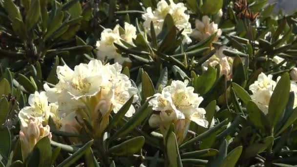 Abundantes rododendros florecientes en las proximidades de la montaña Oshten. Las montañas caucásicas. Rusia . — Vídeo de stock