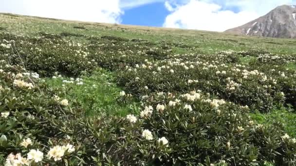 Reichlich blühende Rhododendron-Rhododendron in der Nähe des Berges oshten. die kaukasischen Berge. Russland. — Stockvideo