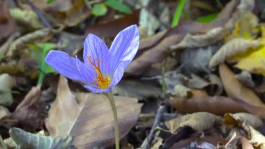 Crocus sonbaharı. Kafkas rezervi.