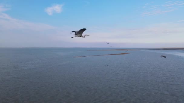Herfst Een Zwerm Vogels Boven Het Ondiepe Krasnodar Reservoir — Stockvideo