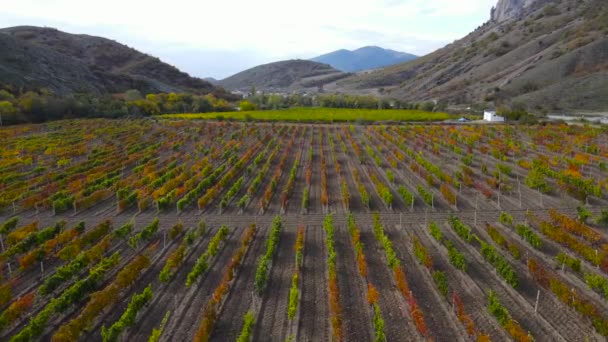 Península Crimea Los Viñedos Cerca Rana Montaña — Vídeo de stock