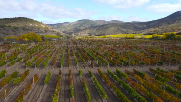 Crimean Peninsula Vineyards Mountain Frog — Stock Video