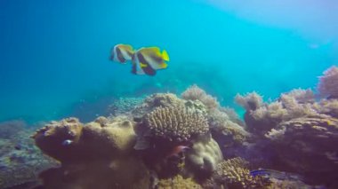 Kelebek balığı. Mafya adasından atlamak heyecan verici. Tanzanya 'da. Afrika.