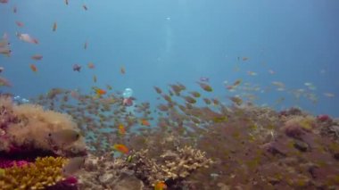 Cam balık. Mafya adasından atlamak heyecan verici. Tanzanya 'da. Afrika.