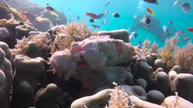 Akrep balığı. Mafya adasından atlamak heyecan verici. Tanzanya 'da. Afrika.