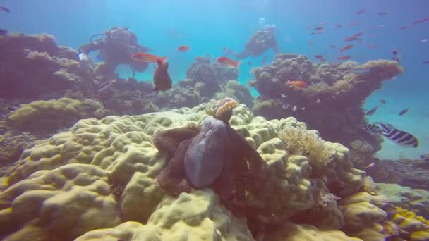 Octopus Spannend Duiken Bij Maffia Island Tanzania Afrika — Stockvideo