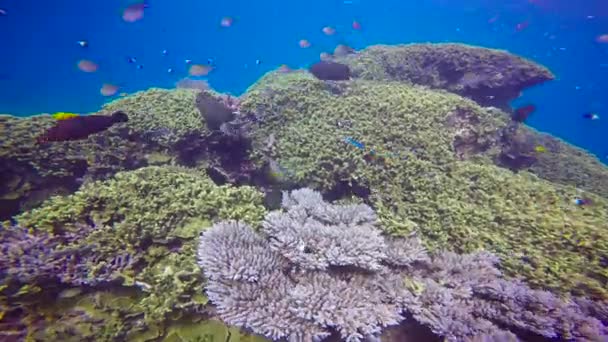 Mergulho Excitante Ilha Máfia Tanzânia África — Vídeo de Stock