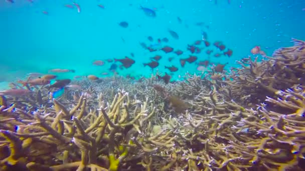 Spannender Tauchgang Vor Mafia Island Tansania Afrika — Stockvideo