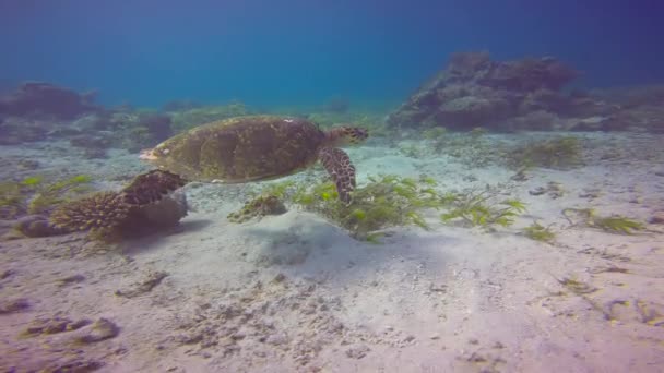 Tartaruga Marina Emozionanti Immersioni Largo Mafia Island Tanzania Africa — Video Stock