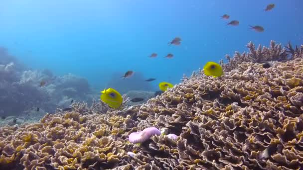 Peixe Borboleta Mergulho Excitante Ilha Máfia Tanzânia África — Vídeo de Stock