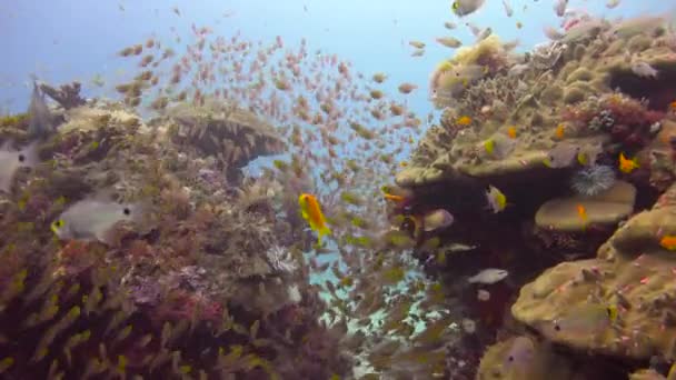 Pescado Cristal Emocionante Buceo Fuera Isla Mafia Tanzania África — Vídeos de Stock