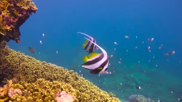 Ryby Motylkowe Ekscytujące Nurkowanie Wyspy Mafia Tanzanii Afryka — Wideo stockowe