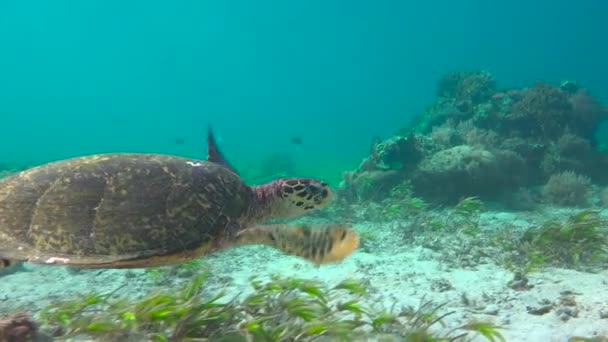 Морская Черепаха Захватывающий Дайвинг Острова Мафия Танзания Африка — стоковое видео