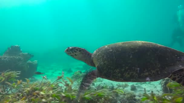 Морская Черепаха Захватывающий Дайвинг Острова Мафия Танзания Африка — стоковое видео