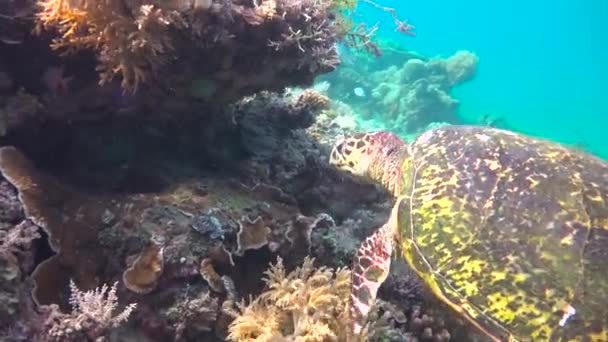 Sea Turtle Exciting Diving Mafia Island Tanzania Africa — Stock Video