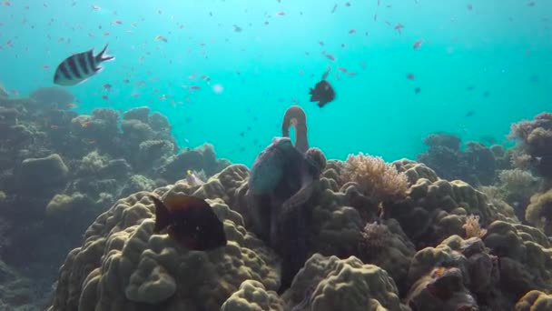 옥토퍼스 마피아 섬에서 재미있는 다이빙 탄자니아 아프리카 — 비디오