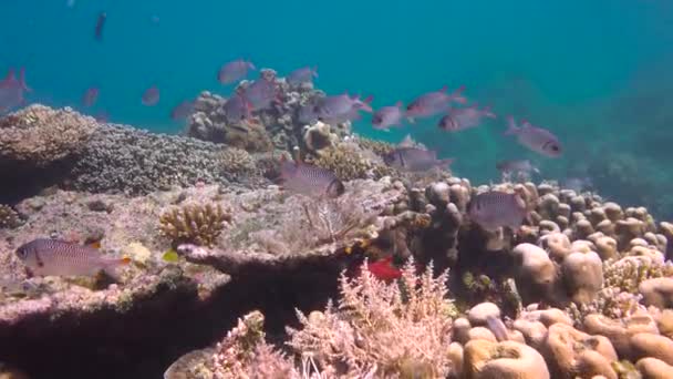 Emocionante Buceo Fuera Isla Mafia Tanzania África — Vídeos de Stock