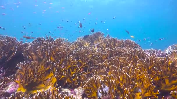 마피아 섬에서 재미있는 다이빙 탄자니아 아프리카 — 비디오
