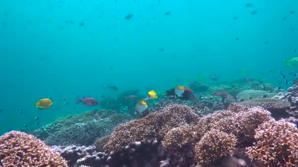 蝶の魚 マフィア島からのエキサイティングなダイビング タンザニア アフリカ — ストック動画