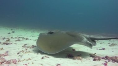 Deniz vatozu. Mafya adasından atlamak heyecan verici. Tanzanya 'da. Afrika. 
