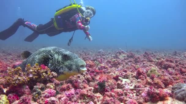 Arotron Fish Exciting Diving Mafia Island Tanzania Africa — Stock Video