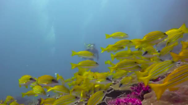 Mergulho Excitante Ilha Máfia Tanzânia África — Vídeo de Stock