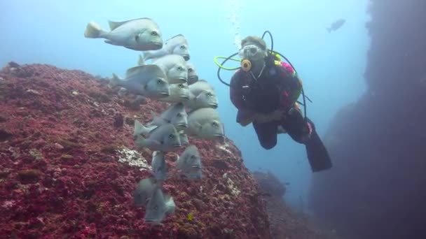 Sweet Lipped Fish Exciting Diving Mafia Island Tanzania Africa — Stock Video
