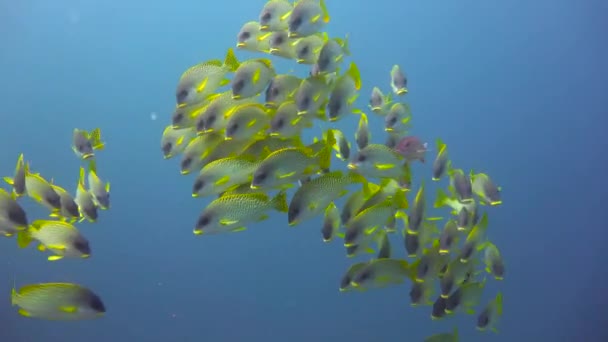 Sötläppad Fisk Spännande Dykning Utanför Maffiaön Tanzania Afrika — Stockvideo