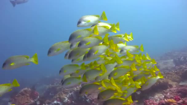 입술의 물고기 마피아 섬에서 재미있는 다이빙 탄자니아 아프리카 — 비디오